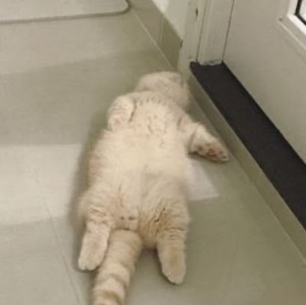 Meet your Posher, Hilary